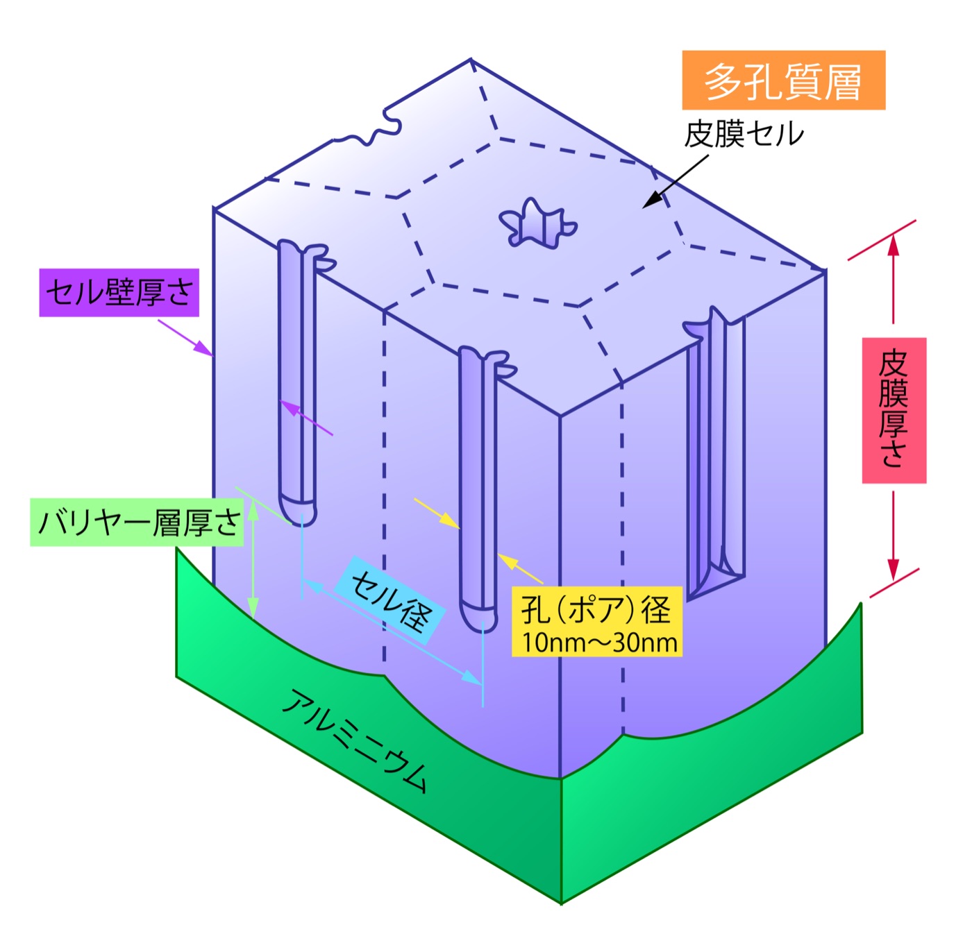 アルマイト皮膜の断面構造（多孔質層・バリヤー層）の3D図解